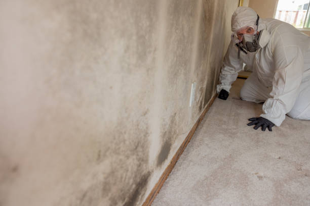 Best Mold Prevention Services  in Cumberland, MD
